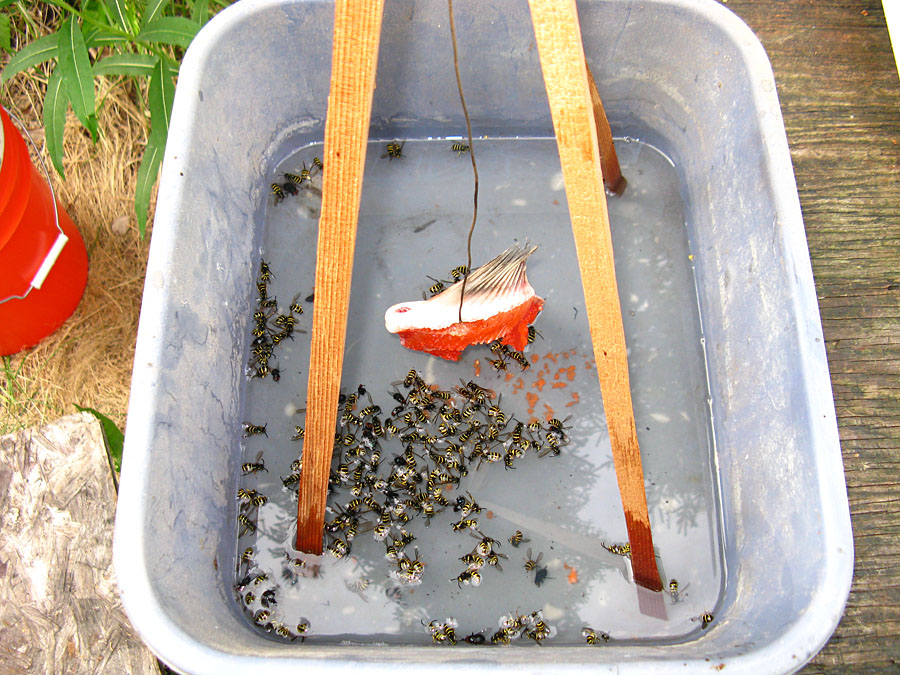 AOJ Outdoors Tip Eliminate Yellow Jackets and Wasps With This Non